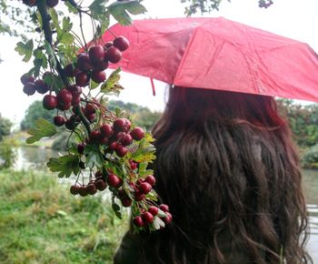 Red berries on tree