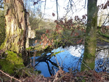 Trees by lake in forest against sky