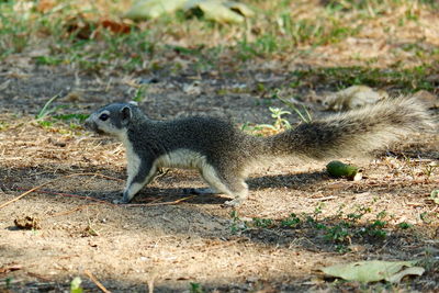 Close-up of squirrel on field