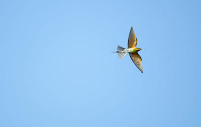 Low angle view of bird flying against clear blue sky