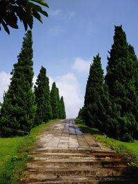 Footpath amidst trees against sky