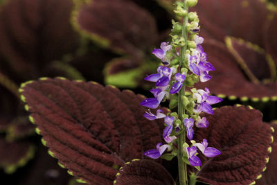 Close-up of purple flowers blooming outdoors