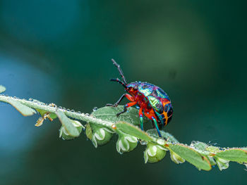 Close-up of insect on flower