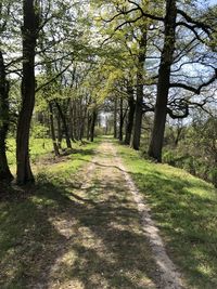 Dirt road amidst trees in forest