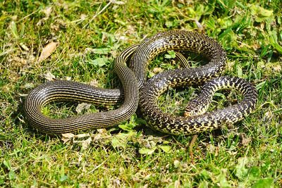 Close-up of snake on grass