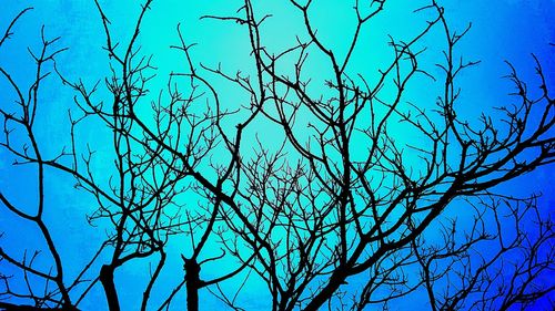 Low angle view of bare trees against blue sky