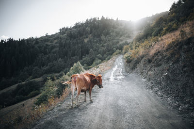 Horse standing on mountain