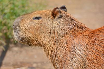 Close-up of capybara  on field