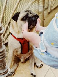 Midsection of woman with dog