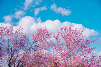 Low angle view of pink flowering plant against blue sky