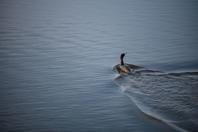 High angle view of bird swimming in lake