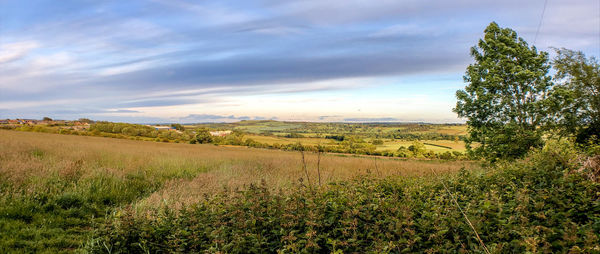 Scenic view of agricultural field against sky