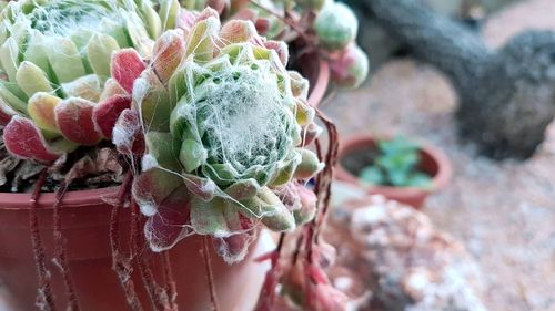 Close-up of succulent plant