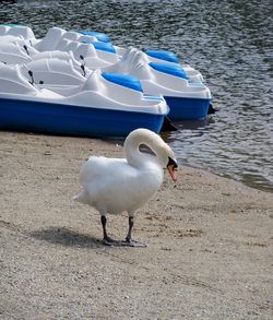 Seagull on beach