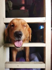 Close-up portrait of dog