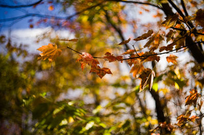 Close-up of leaves on branch