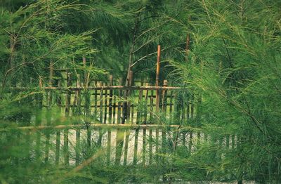 Scenic view of lake in forest