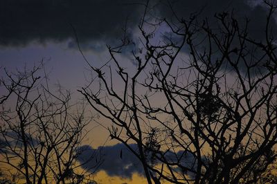 Low angle view of silhouette bare tree against sky