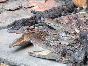 High angle view of crocodile in water