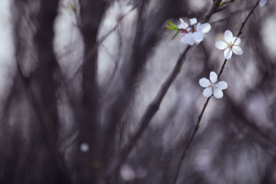 Close-up of cherry blossom