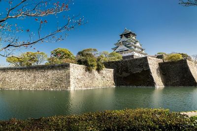 Trees against blue sky