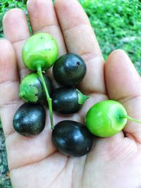 Close-up of hand holding fruits