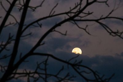 Low angle view of tree against sky at night
