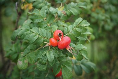 Close-up of red berries growing on plant