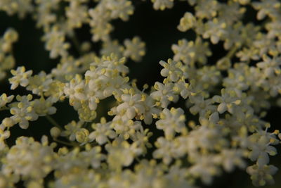 Full frame shot of plants