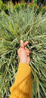 Midsection of person holding leaf on field