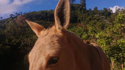Close-up of horse on tree against sky
