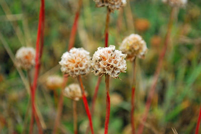 Close-up of white flowers