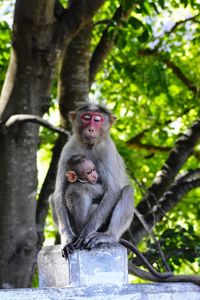 Close-up of monkey