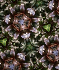 Full frame shot of flowers