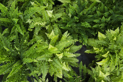 High angle view of fern leaves in forest