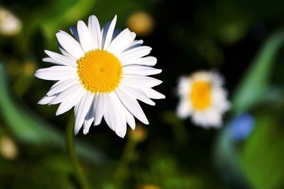 Close-up of white daisy