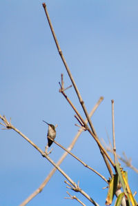 Low angle view of bird perching on branch against clear blue sky