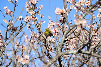 White-eye sucking japanese apricot honey.