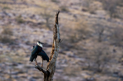 Bird perching on a tree