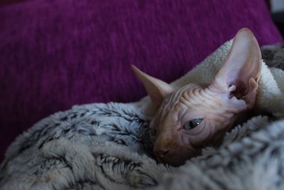 Close-up of sphynx cat