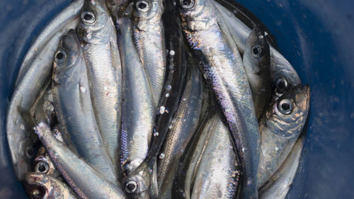 Close-up of fish for sale at market