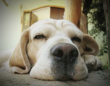 Close-up of dog resting