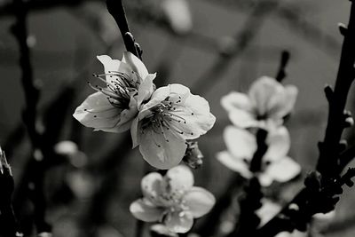 Close-up of cherry blossoms