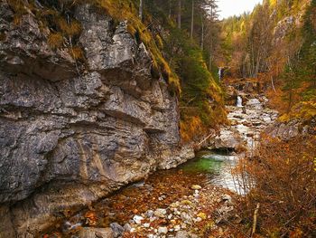 View of river in forest