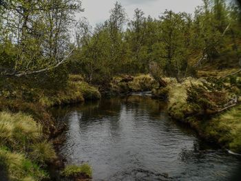 Scenic view of river amidst trees in forest