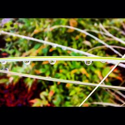 Close-up of leaf on grass