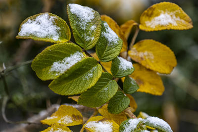 The branch of wild rose hips under snow.