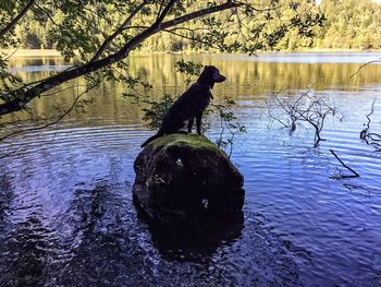 Reflection of trees in water