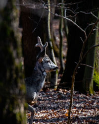 Photo of a lone roe deer buck in the forest.