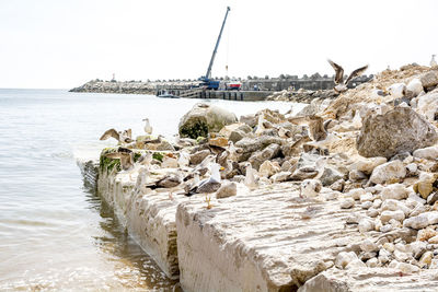 Birds perching on groyne by sea against clear sky